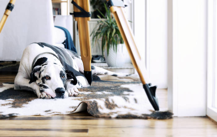 Great Dane Dog On Animal Print Area Rug Under Tripod