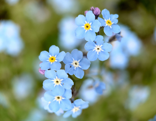 Forget Me Not Flowers zoomed fairly close