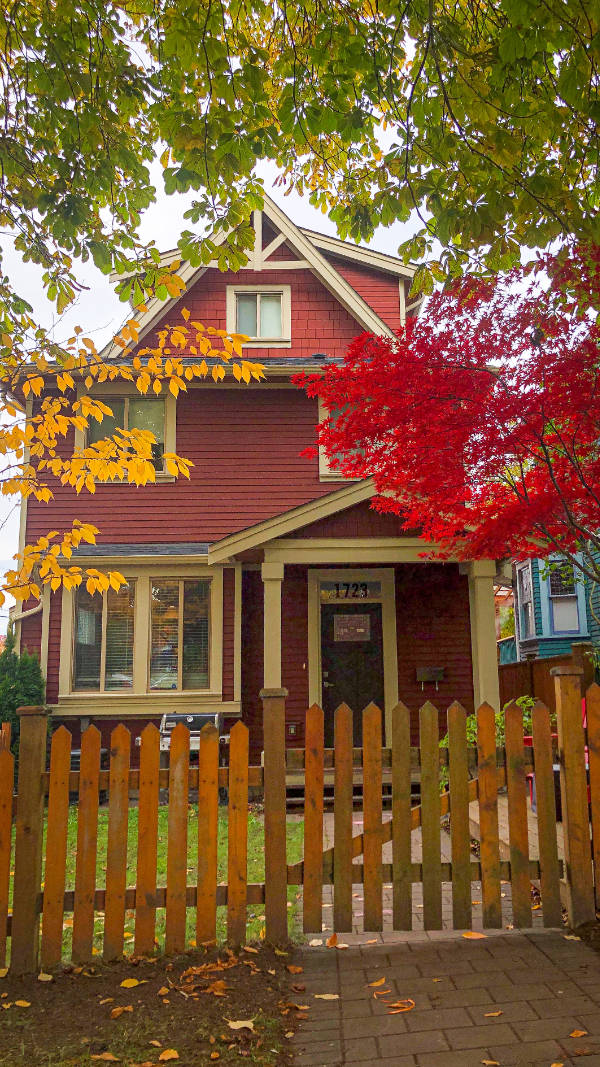 Red and yellow leaf tree near brown wooden fence