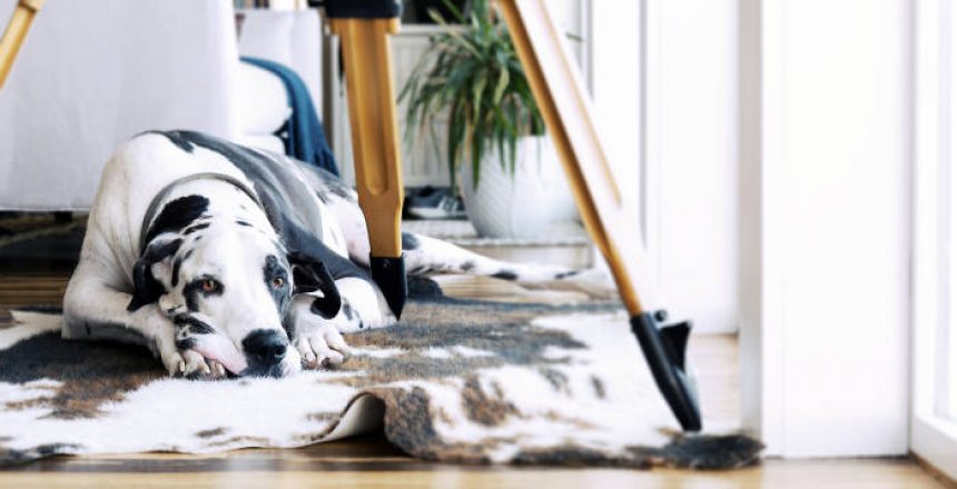 Great Dane Dog On Animal Print Area Rug Under Tripod